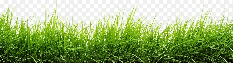绿色草皮元素