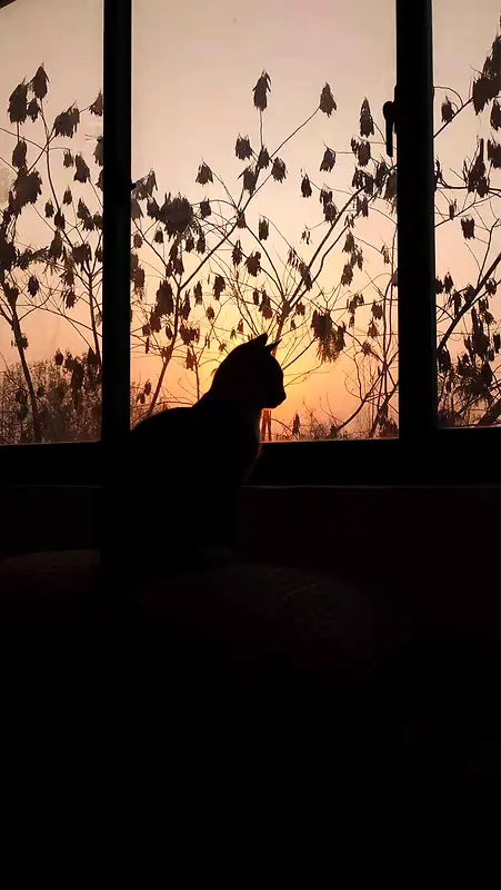 夕阳下的猫咪