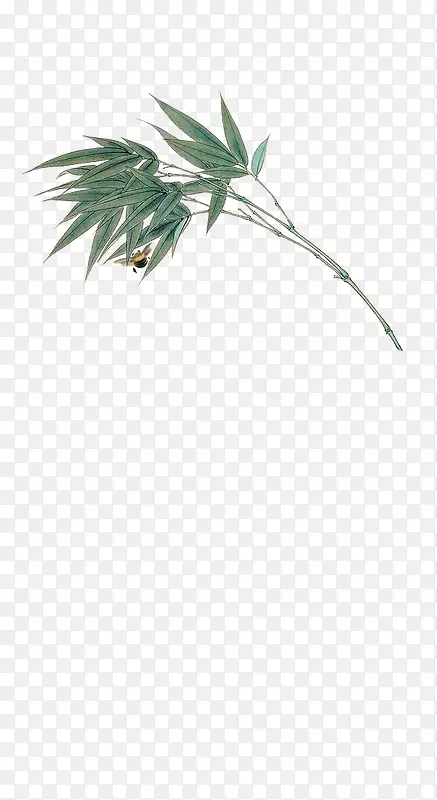 绿色 竹子 插画 背景