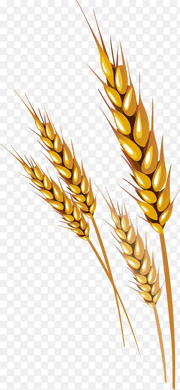 金色 面包 专用 小麦