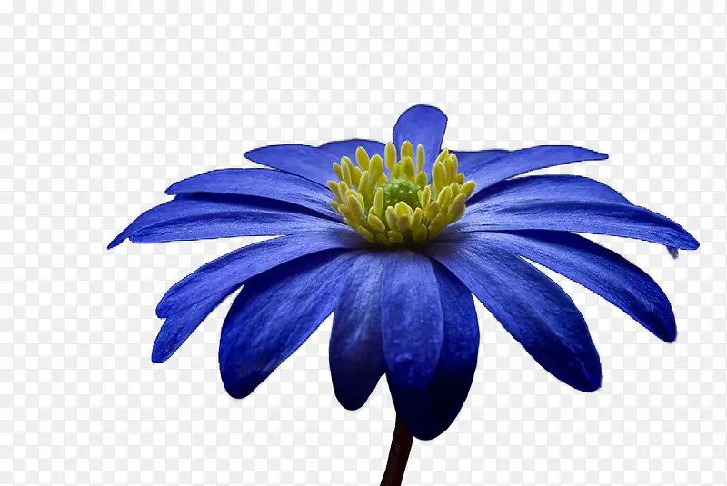 蓝色海葵花朵