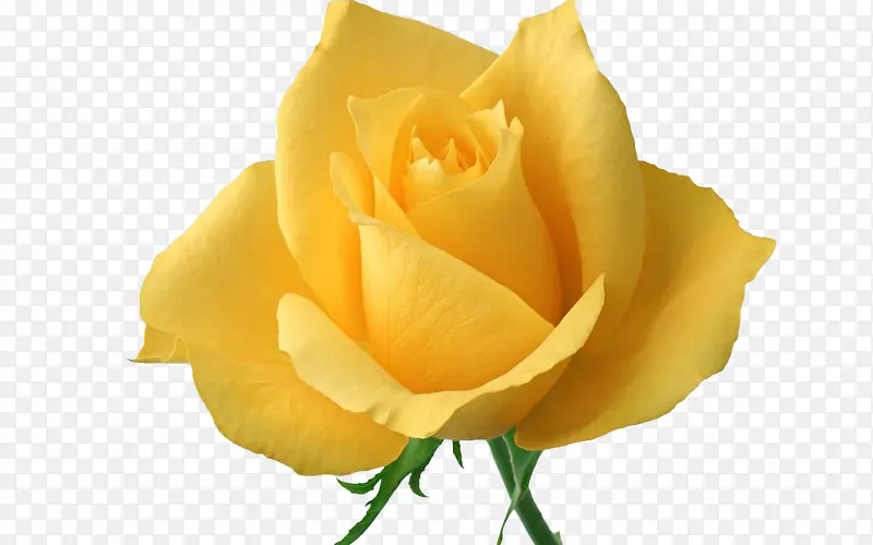 黄色玫瑰花朵儿