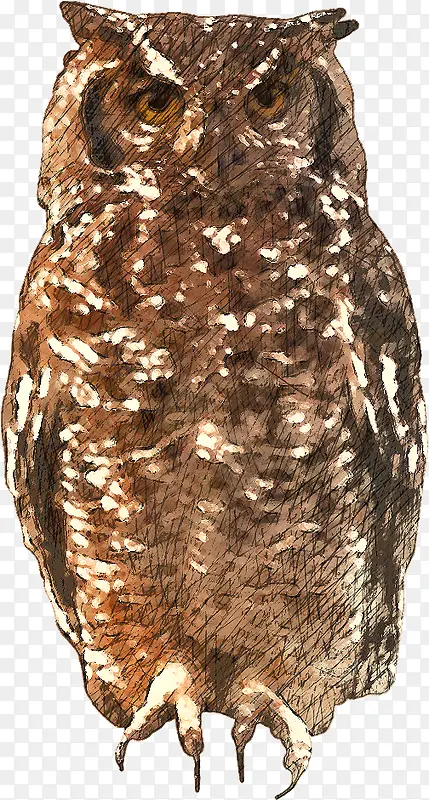 png 素材 手绘  动物 可爱 猫头鹰