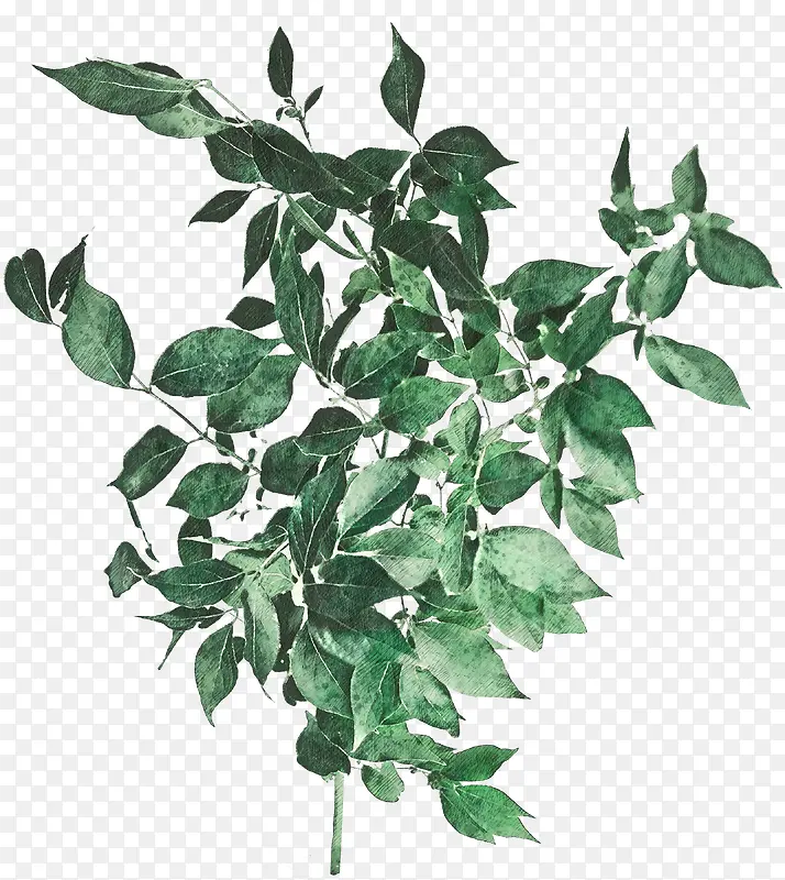 手绘高清植物素材6PNG图片素材下载_图片编号qmjzwwoo-免抠素材网
