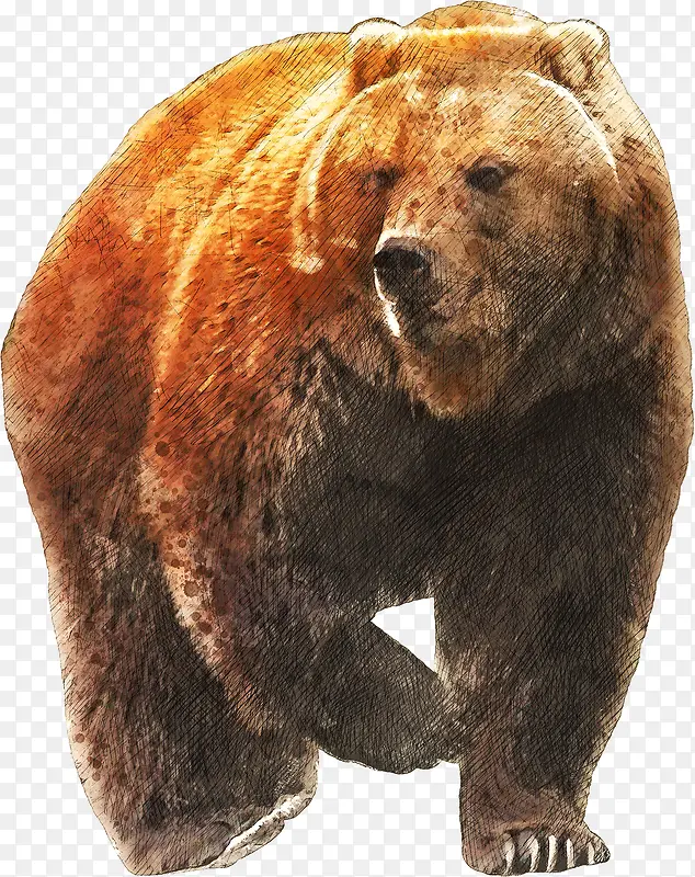 免扣 png 素材 手绘 可爱 动物 熊