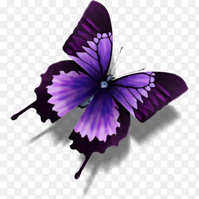 紫色高清蝴蝶