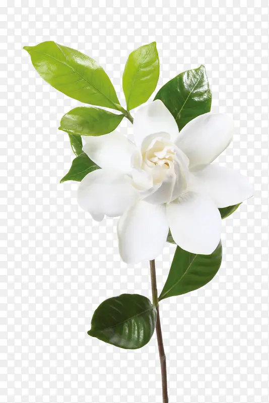 白色 栀子花 免扣