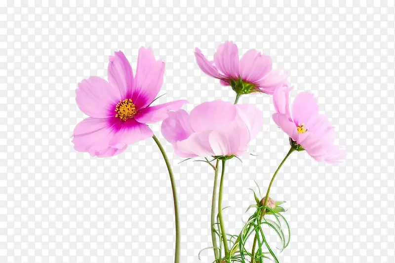自然粉色的鲜花