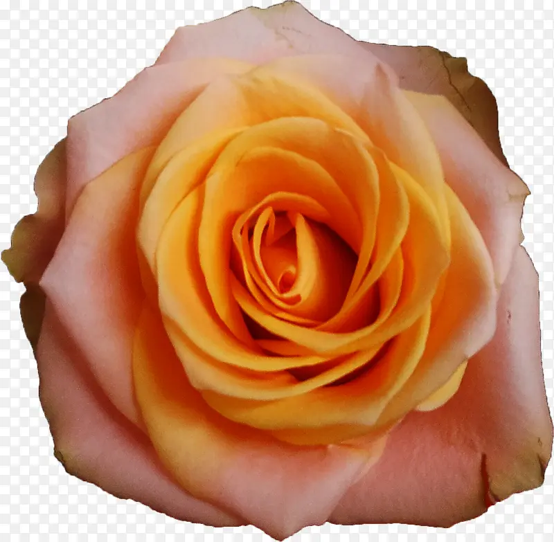 橘色的玫瑰花