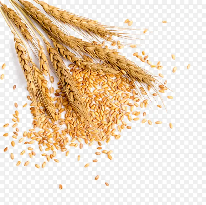 成熟金黄色麦子