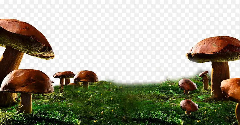 绿色的蘑菇草坪