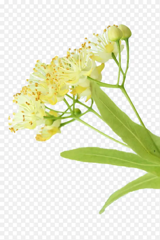 花园里的椴树花