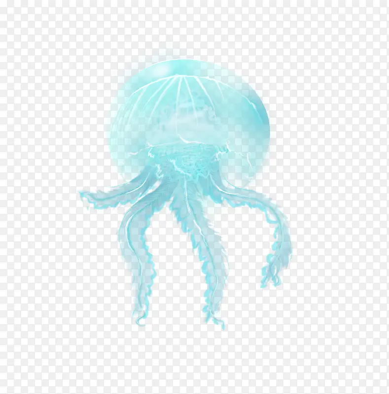 海洋生物——水母