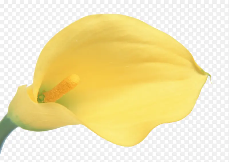 黄色气质感郁金香