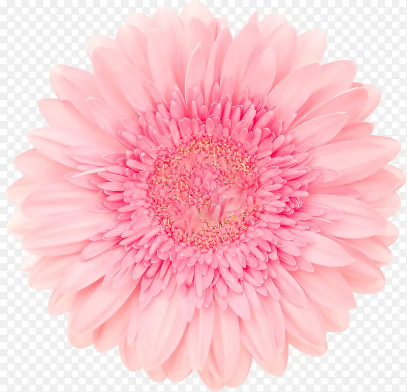 粉色单朵大花