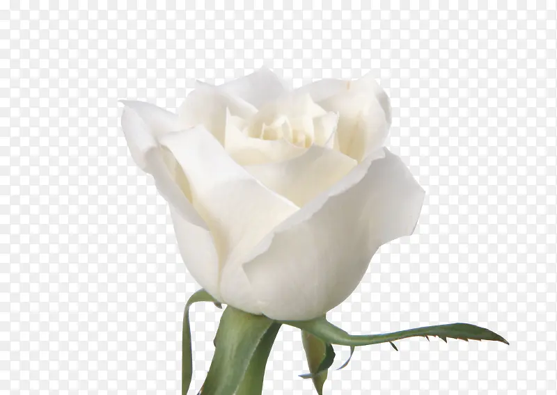 美丽白色玫瑰花