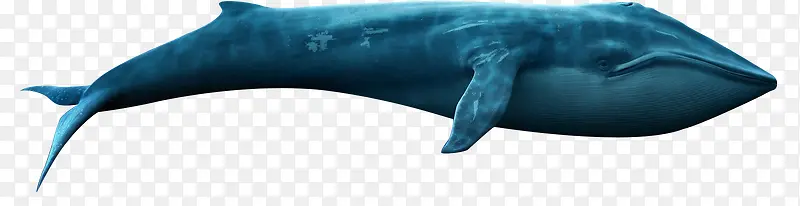 海洋生物鲸鱼