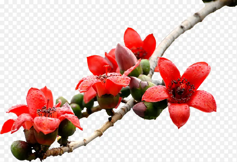 红色盛开美景花朵树枝