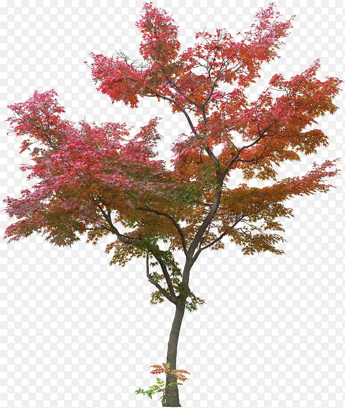 红色树木素材图片