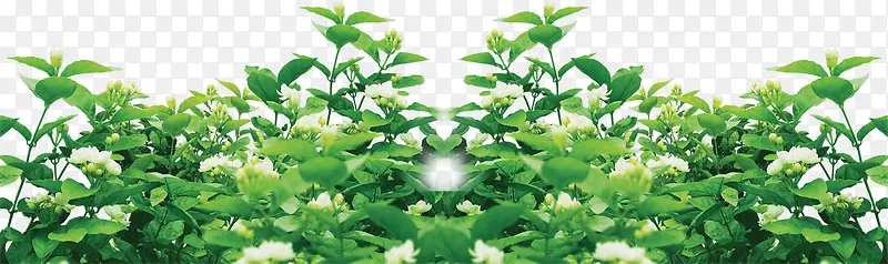 高清摄影环境渲染效果绿色植物
