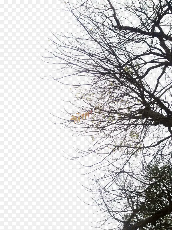 高清摄影树木环境渲染效果