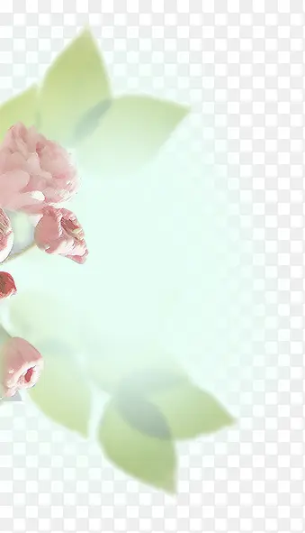 浅粉绽放花朵绿叶阳光