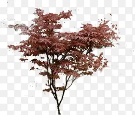 高清摄影红色枫树