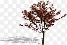 植物红色夏日树木设计