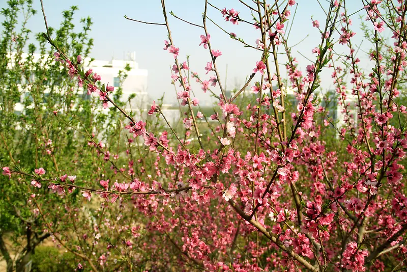 绿叶壁纸粉色花朵