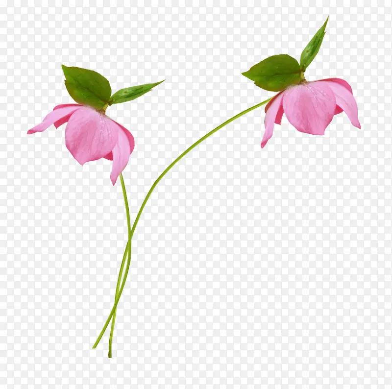 高清粉色花朵绿叶海报