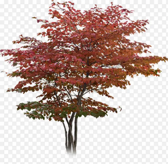 红色创意环境素材树木
