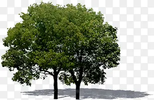 高清摄影环境渲染效果树木图