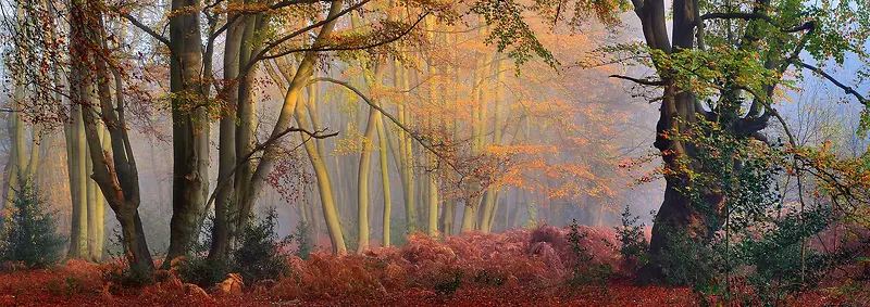 彩绘树林环境渲染