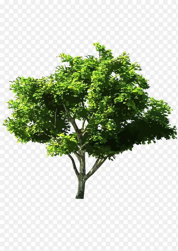 绿色大树实物