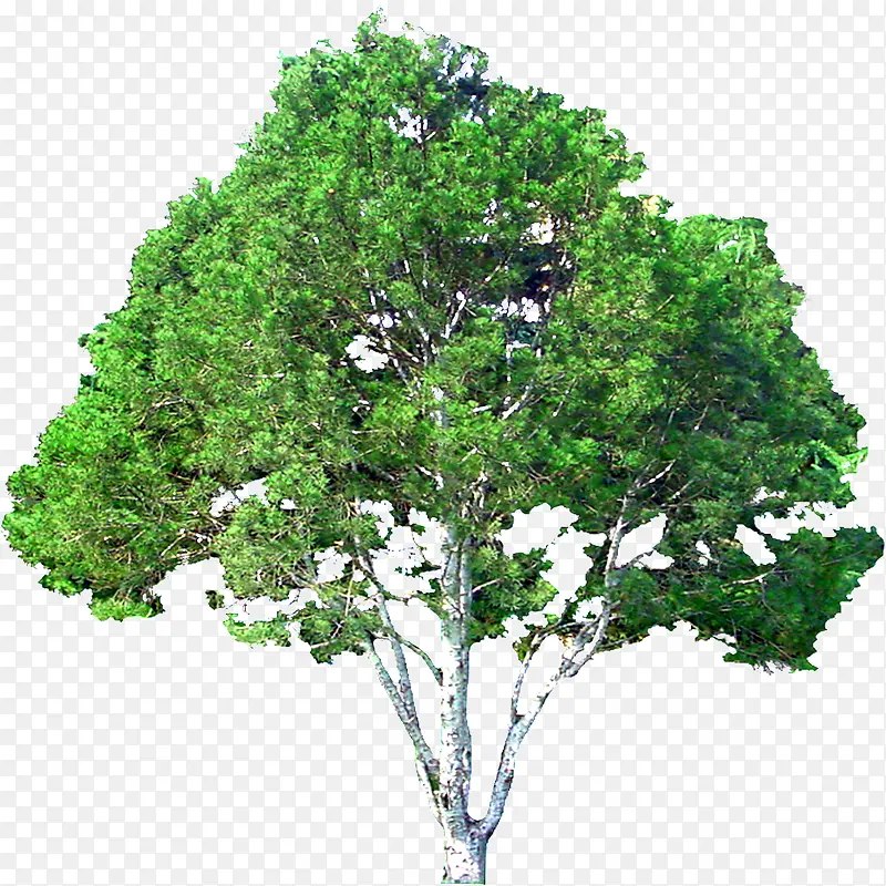 免抠透明绿色大树