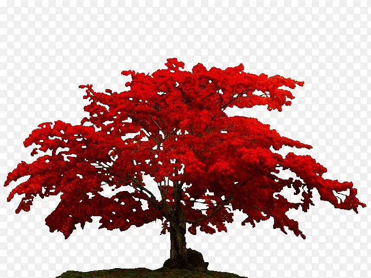 红叶树茂盛的红叶树
