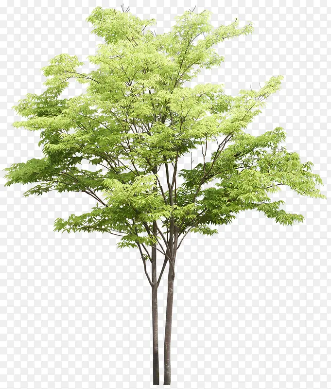 浅绿色大树立面树