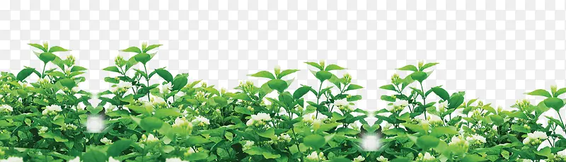 绿色茂盛植物元素