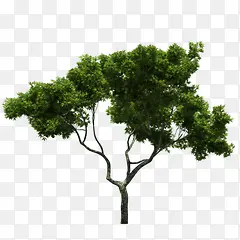 绿色大树立面树图标