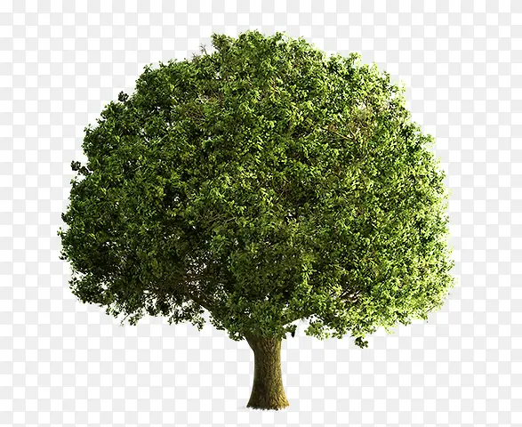 立面树绿色大树