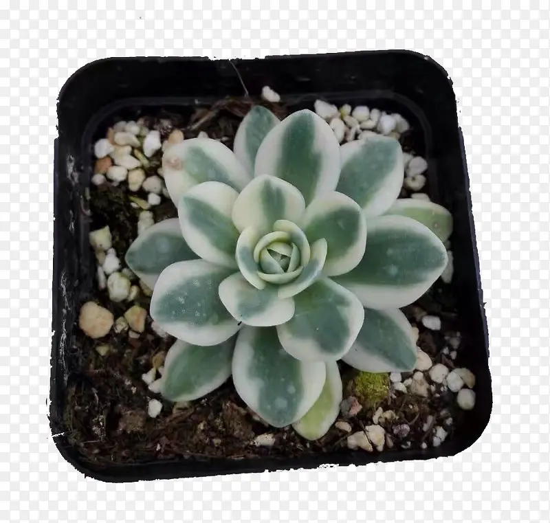 多肉植物