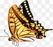 金色蝴蝶装饰图案
