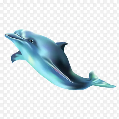 海豚，兰，可爱，动物