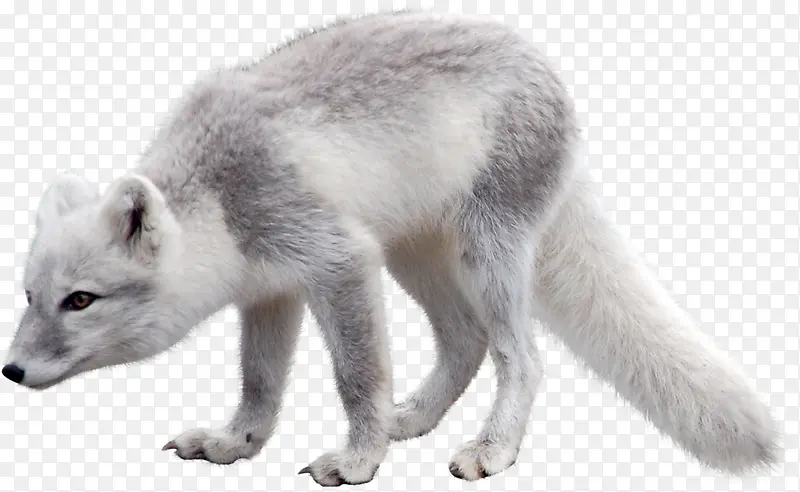 低嗅狩猎北极狐