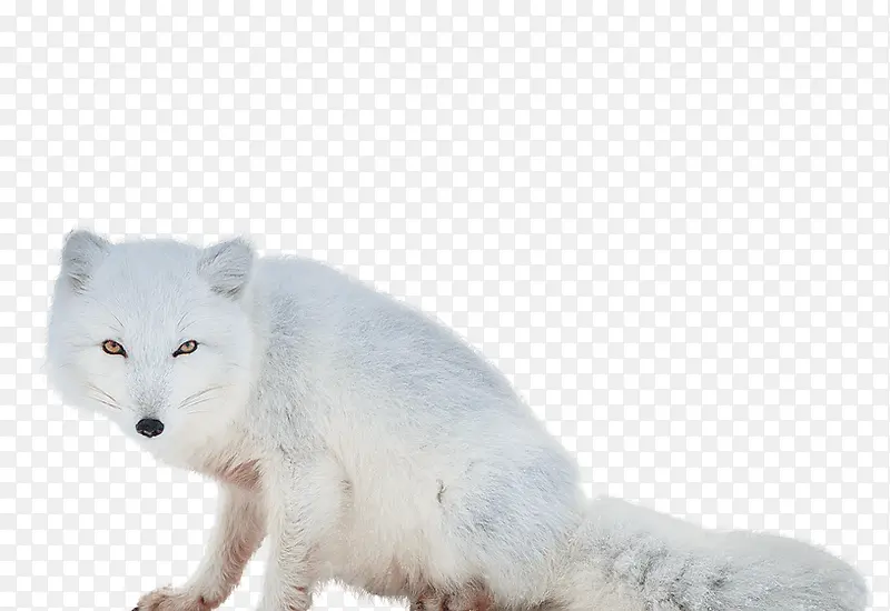 可爱的北极狐