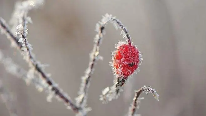 霜降节气枝干带霜植物元素