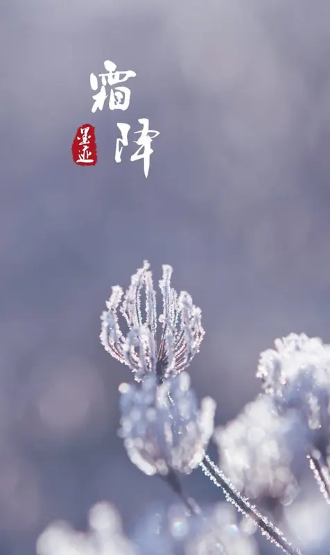 霜降节气文字植物元素