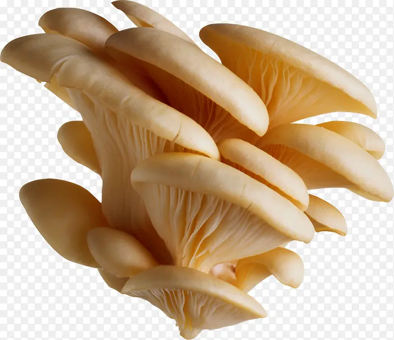植物菌类蘑菇3
