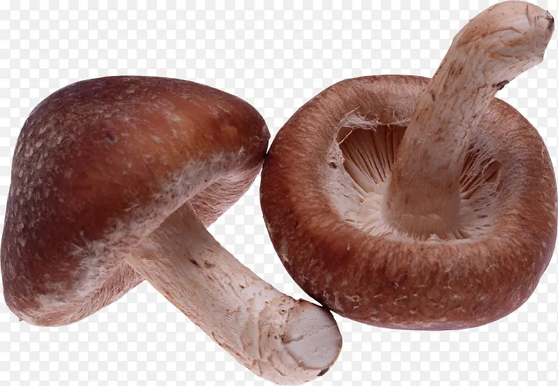 植物菌类蘑菇2
