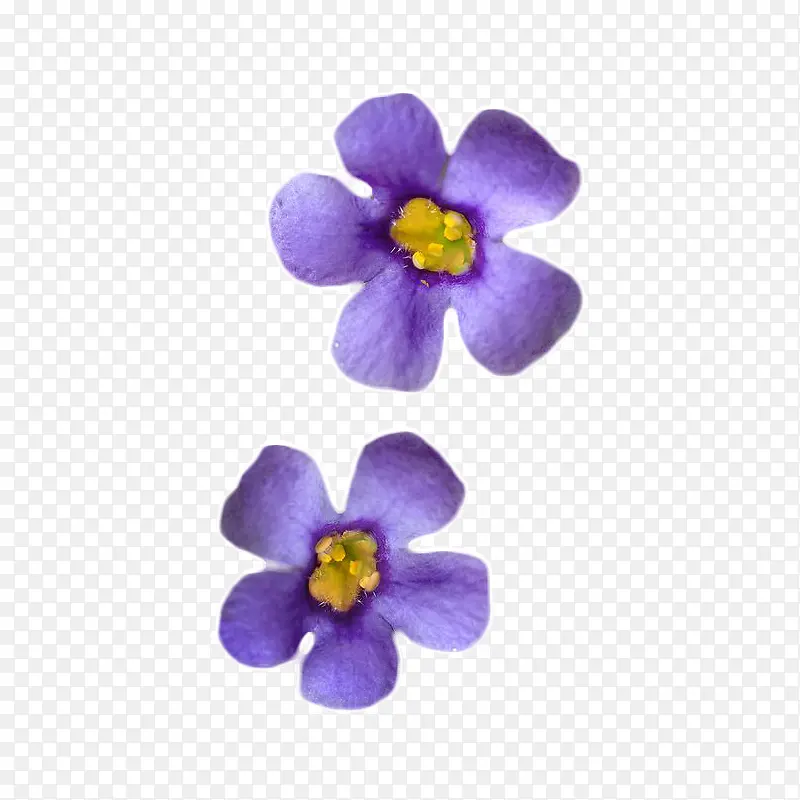 紫色小花元素